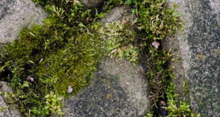 The Dirtblaster is ideal for removing moss from gardens and yards.