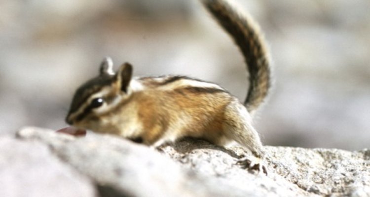 Learn how to build a cage for your pet chipmunk.