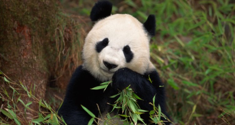 Pandas are in danger of extinction.