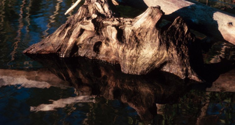 Driftwood must be dried before it is used in a project.