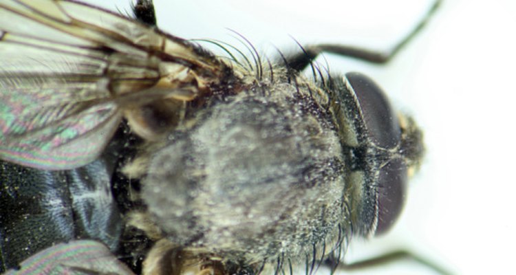La mosca doméstica es una plaga en los restaurantes sucios.