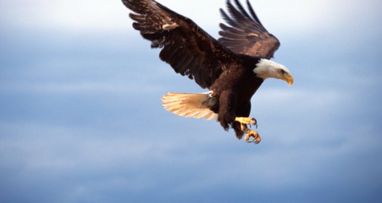 Las actividades relacionadas con las águilas pueden ser educativas y divertidas.