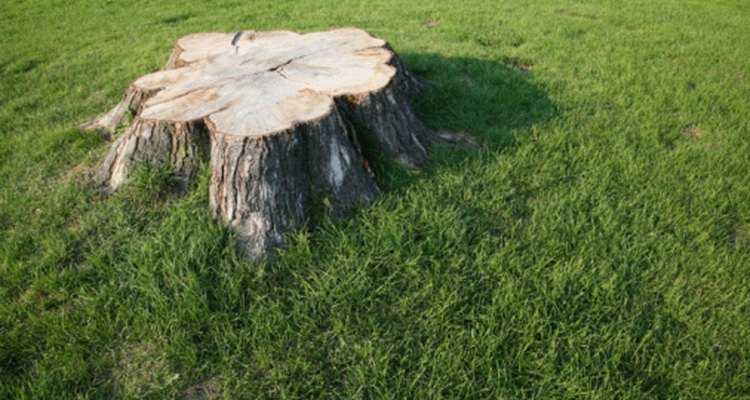 Removing a tree stump will free up usable space in your yard.