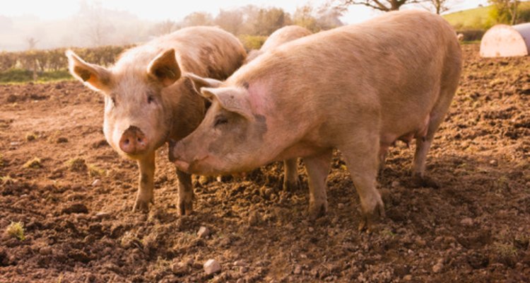 Lleva a los niños de preescolar a una granja o zoológico para que vean, huelan y toquen cerdos de verdad.