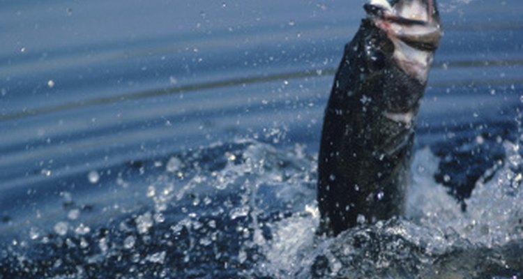 Las lubinas están entre las especies de pesca más comunes que puedes encontrar en la zona de Indianápolis.