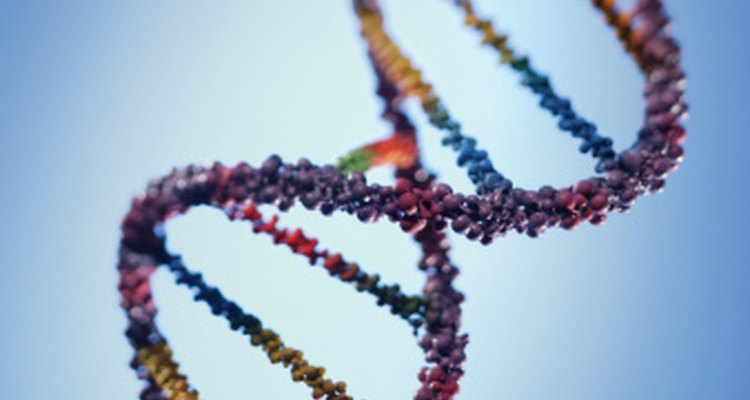Obtener una secuencia de ARNt a partir de una secuencia de ADN conocida es simple.