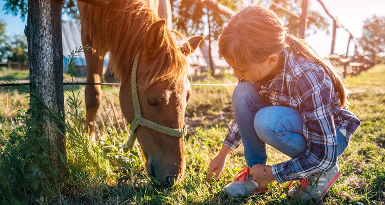 Girl feeding Brown Horse