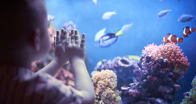 Little boy at the Downtown Aquarium, Denver