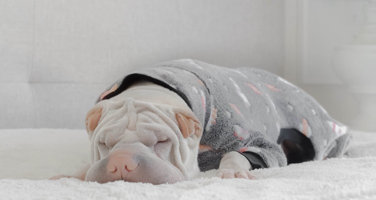 Shar pei dog sleeping in a onesie