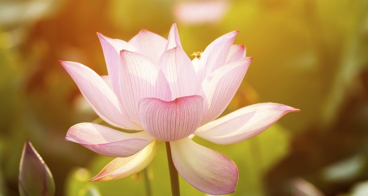Em algumas culturas asiátias, a flor de lotus simboliza o carma: as sementes representam a causa, e flor, o efeito