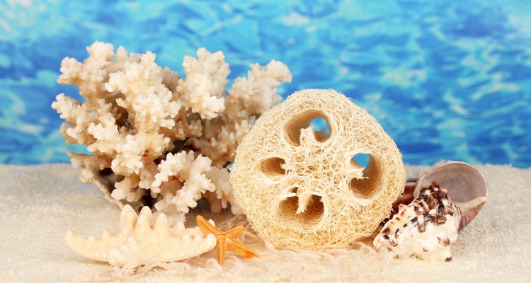 A group of shells and a luffa on the sand.