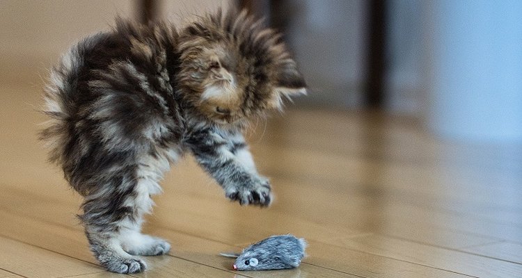 A los gatos les encantan los ratones de juguete.