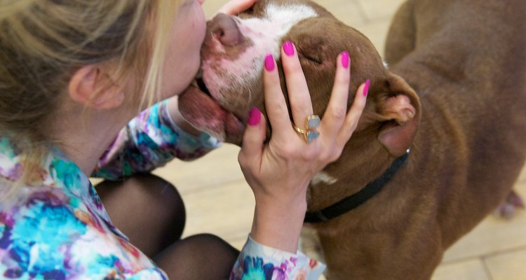 Si educas a tu pitbull con firmeza y afecto, tendrás a un perro maravilloso.