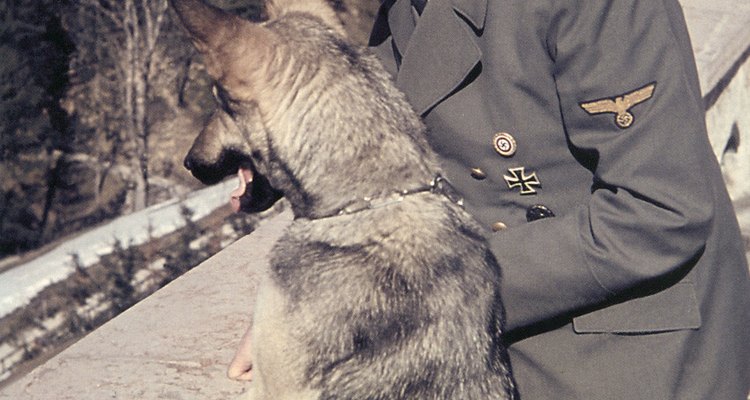 Hitler y el pastor alemán.