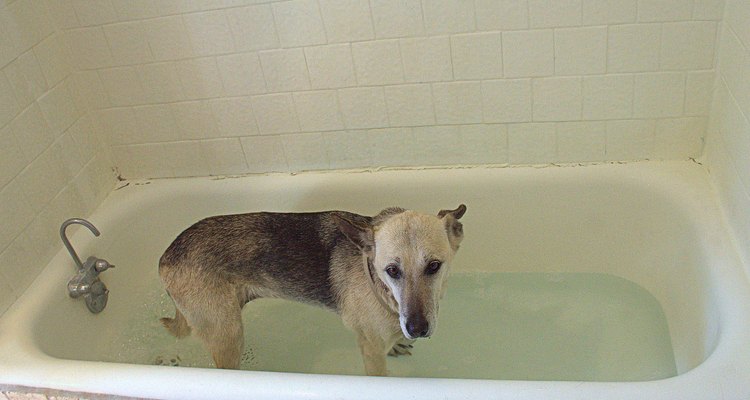 Debes tener cuidado cuando pongas a tu perro en la bañera ya que puede resbalar y lesionarse.