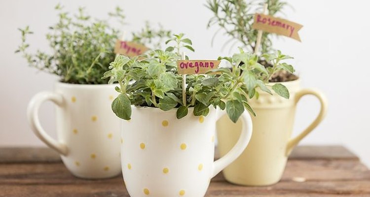 Make a Mug Herb Garden