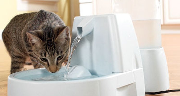 Los gatos aman el agua en movimiento.