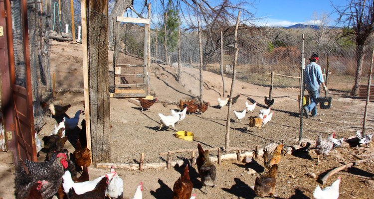 Considera las condiciones favorables de anidación cuando construyas un gallinero para gallinas ponedoras.