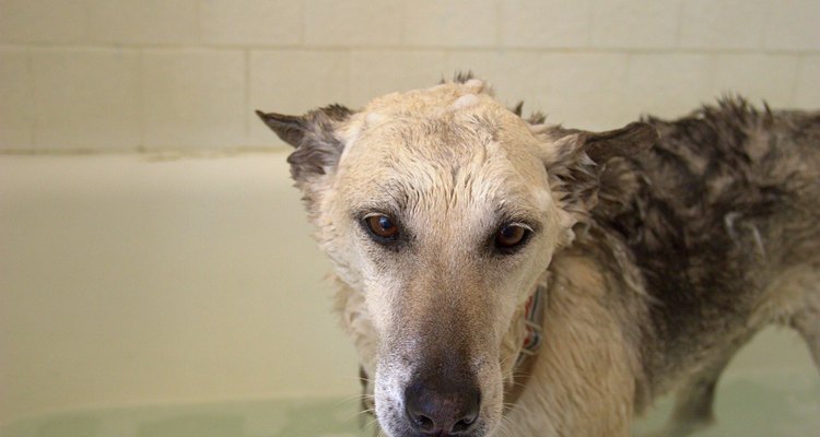 Usa una toalla absorbente para retirar el agua de la piel de tu perro.