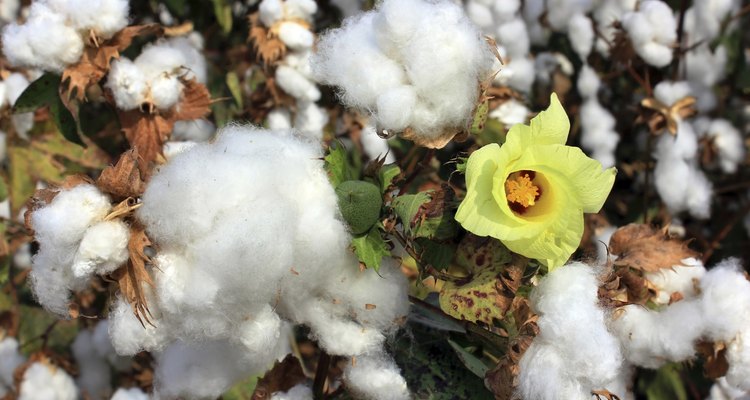 Cultive algodão em ambientes fechados