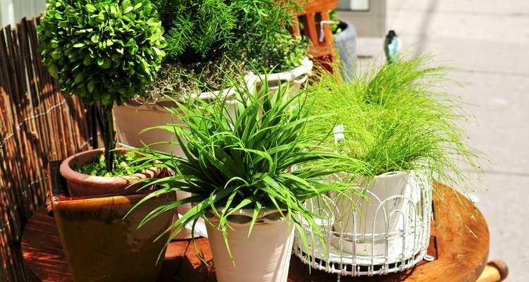 Conhecer as características de cada planta é essencial para saber qual é o ambiente ideal