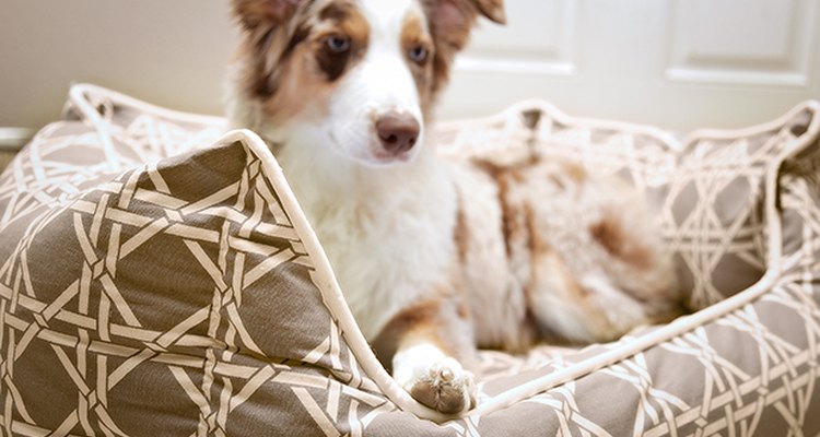 A tu perro le encantará dormir en su cama cómoda y elegante.