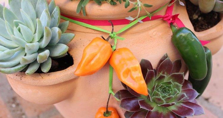 Decora la maceta con los pimientos.