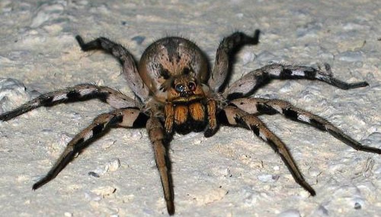 Creepy Endangered Spiders | Animals - mom.me