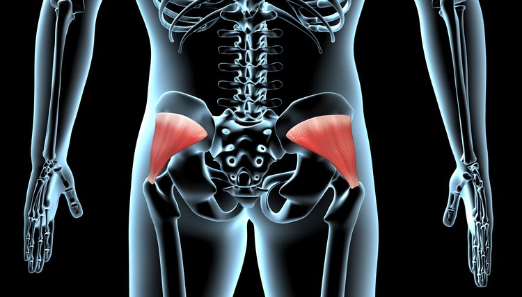 3d Illustration of the Gluteus Minimus Muscles Anatomical Position on Xray Body