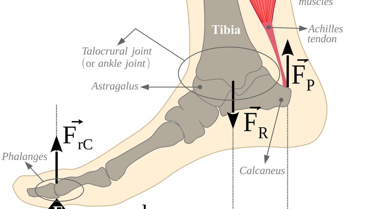 Lever. Ankle - Foot - Achilles tendon