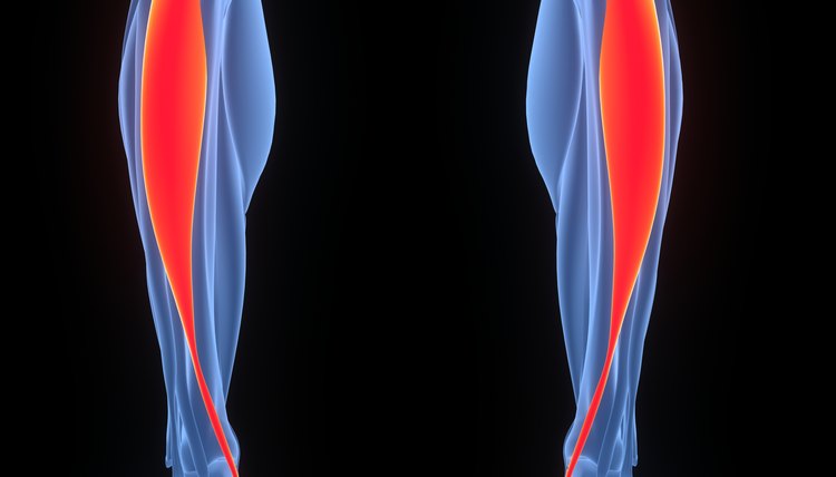 Human Muscular System Leg Muscles Tibialis Anterior Muscles Anatomy