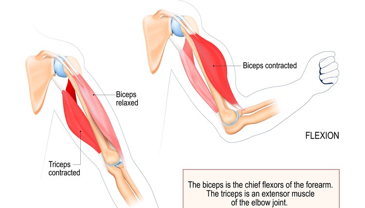 biceps and triceps