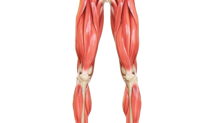 Human Body Muscular System Leg Muscles Anatomy
