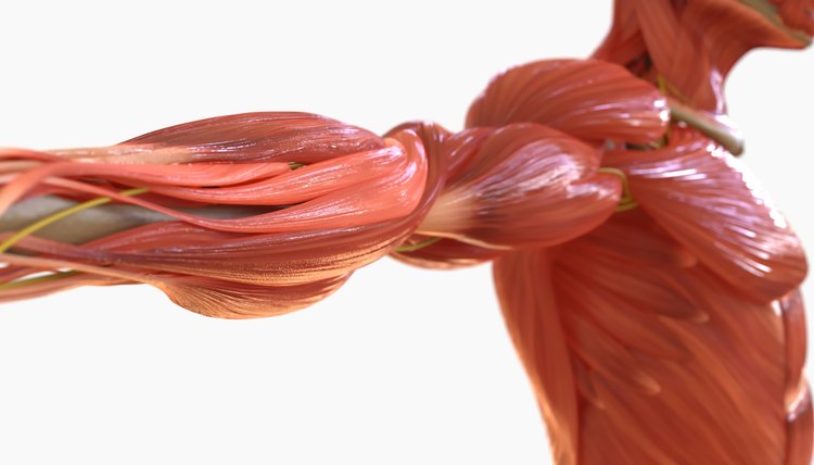 Human Muscle Anatomy For medical concept 3D rendering