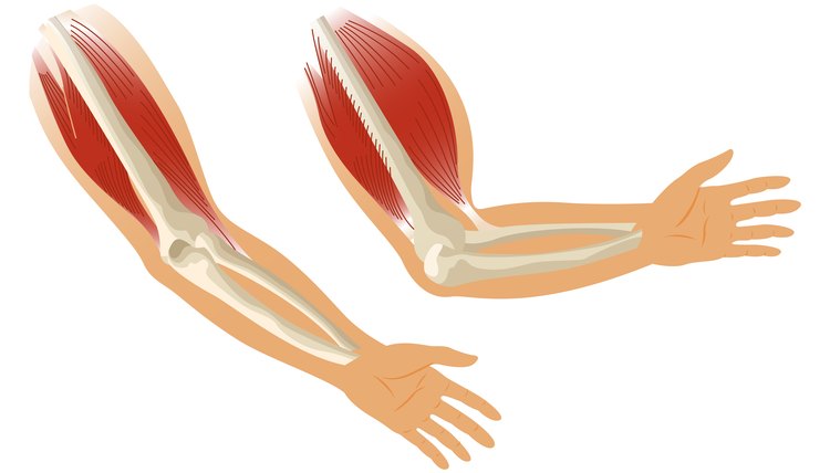 Arm muscle biceps with skeleton. Muscle tension of human hand on white background. Bones and joints in male silhouette. Medical vector illustration of hand for clinic or hospital