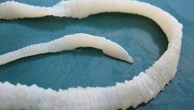 Image result for tapeworms