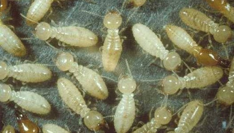 What Do Termites Look Like? | Sciencing