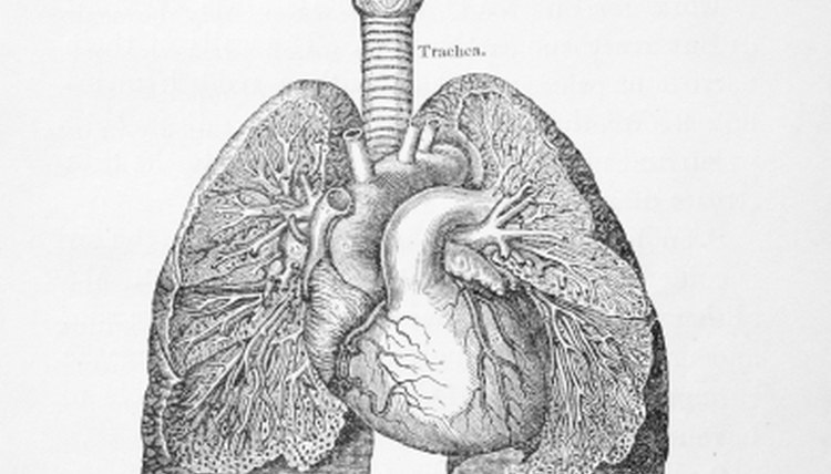 Why Does the Right Lung Have 3 Lobes and the Left 2?
