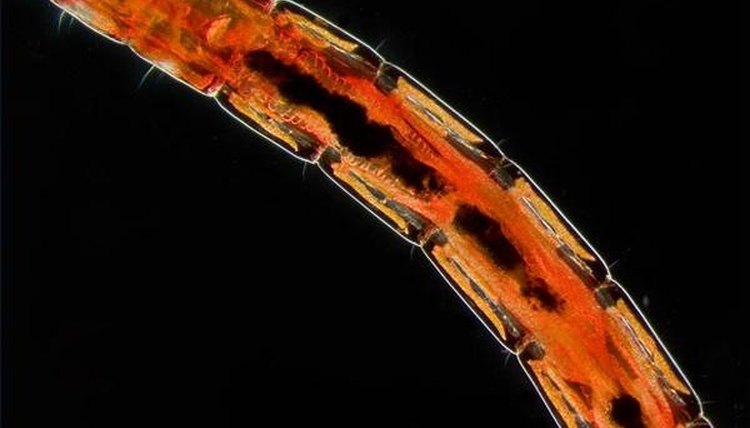 download bloodworms near me download bloodworms near me