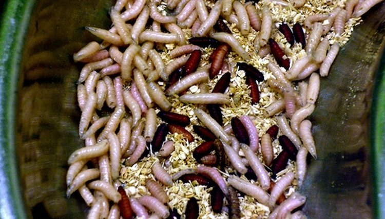 life-cycle-of-maggots-animals-mom-me