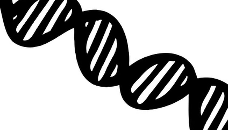 How to Build a DNA Molecule School Project | Sciencing