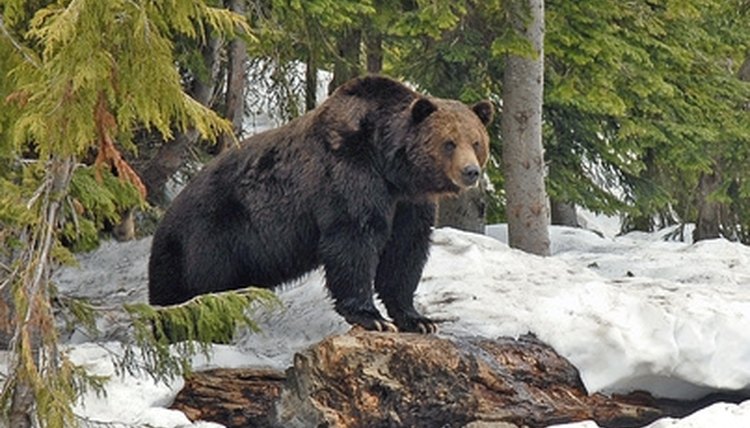 Canadian Bear Spray Laws | Legalbeagle.com