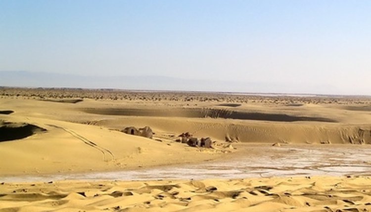 Deserts are unique environments with much to teach students.