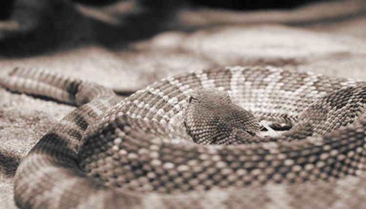 Rattlesnake Life Cycle Stages