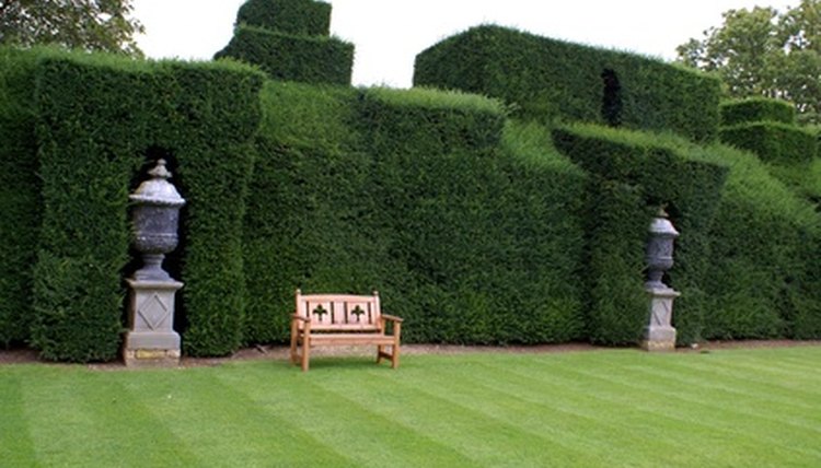 Trees and other shrubs can be regulated according to fence laws.