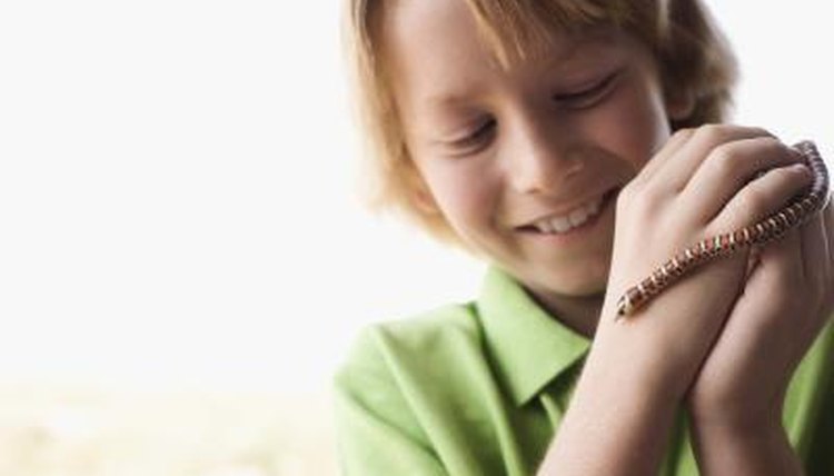 How to Teach Reptiles and Amphibians in Preschool | Synonym
