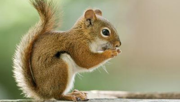 The Differences in Male and Female Squirrels | Animals - mom.me