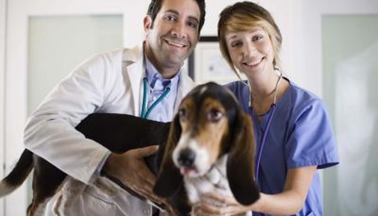 list-of-top-10-veterinary-schools-synonym