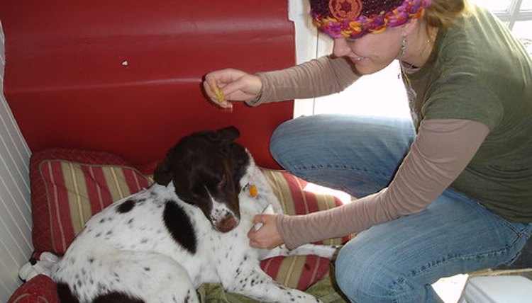 dog bladder stone surgery side effects dog bladder stone surgery side effects