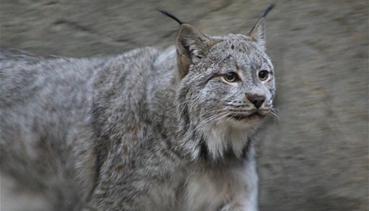 The population of a species has a huge effect on the ecosystem it lives in.
